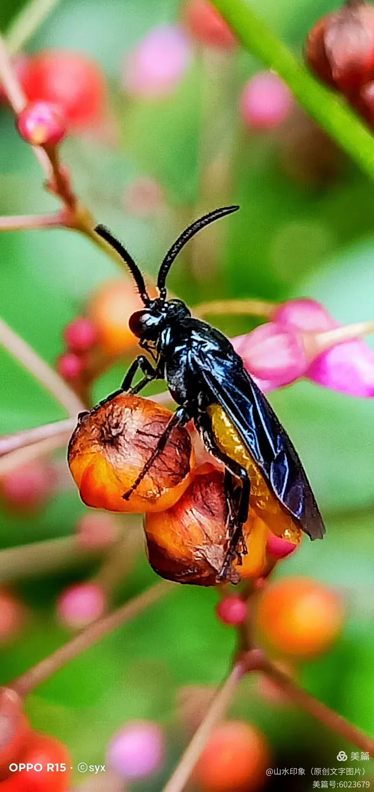 杜鹃三节叶蜂